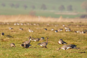 White-fronted goose, Anser albifrons White-fronted goose, Anser albifrons